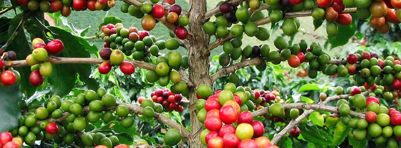Kahve Ağacı 
